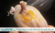 Phát hiện loại virus mới gây bệnh tiêu chảy trên heo con tại Trung Quốc.