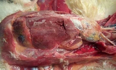 Gà bị Gout (phần 1): Những hiểu biết cơ bản về bệnh Gout trên gà