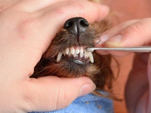 Các câu hỏi thường gặp về việc chăm sóc răng miệng cho cún