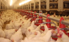 3 bước kiểm soát an toàn thực phẩm từ trang trại chăn nuôi