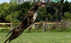 Giống chó American Pit Bull Terrier (Pit Bull) - Một tay bảo vệ tuyệt vời