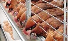 Cách chẩn đoán bệnh trên gà thông qua phân tích các vấn đề của trứng (phần 1)