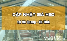 Giá heo hơi tại Vũ Quang - Hà Tĩnh ngày 05-10-2016