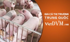 Giá heo hơi tại trung Quốc ngày 27/07/2023 tăng gần 4.000 đ/kg