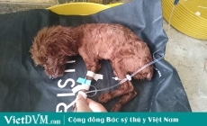 7 điều bạn chắc chắn phải biết về giống chó poodle