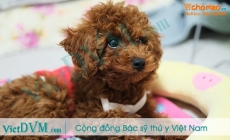 Làm thế nào để phân biệt các giống chó poodle?