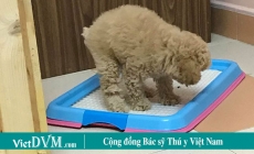 Cách dậy chó poodle đi vệ sinh