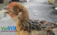 Bệnh viêm thanh khí quản truyền nhiễm (ILT) trên gà