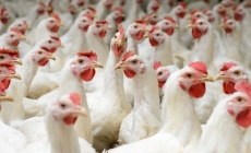 6 quan niệm sai lầm phổ biến về chăn nuôi gà thịt công nghiệp