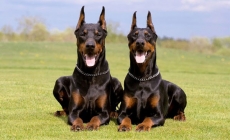 Giống chó Doberman Pinscher - một vật nuôi đáng tin cậy trong gia đình