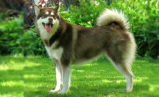 Alaskan Malamute - người bạn đồng hành vô cùng thân thiện và tình cảm