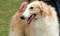 Các giống chó Borzoi - thợ săn lão luyện!!!