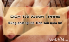 Bệnh Tai Xanh - PRRS bùng phát tại Hà Tĩnh sau mưa lũ.