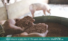 Thiếu thức ăn chăn nuôi, Thái Lan hủy lệnh kiểm soát nhập khẩu