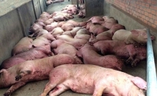 Trung Quốc bùng phát mạnh dịch tả lợn, nguy cơ lan sang các quốc gia láng giềng