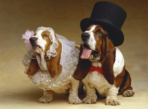 Basset Hound - Một vật nuôi trung thành