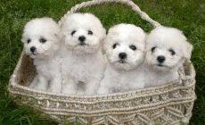 Giống chó Bichon Frise