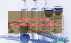 Khi nào bệnh dịch tả heo châu phi (ASF) sẽ có vaccine?