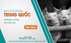 Giá heo hơi tại Trung Quốc ngày 13/08/2018: giảm 2000đ/kg so với tuần trước