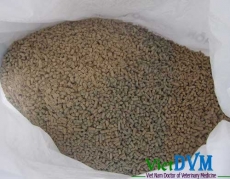 Độc tố nấm mốc nỗi lo của ngành chăn nuôi hiện đại