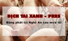 Bệnh tai xanh - PRRS bùng phát tại Nghệ An sau mưa lũ!