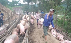 Đàm phán xuất lợn hơi chính ngạch đi Trung Quốc