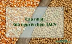 Giá nguyên liệu thức ăn chăn nuôi ngày 04/06/2018