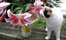 Cảnh báo: Hoa ly cực kỳ nguy hiểm với mèo