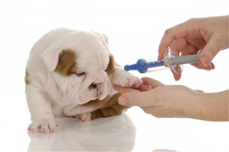 Lịch tiêm phòng cho chó chuẩn nhất 3 Lịch tiêm phòng cho chó