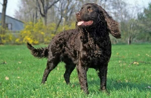 American Water Spaniel -  biểu tượng của bang Wisconsin - Mỹ