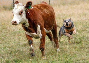 Australian Cattle - Giống cho chăn gia súc của người Úc