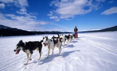 Giống chó Alaskan husky - những chú chó rất trung thành