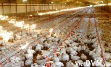 Top 10 công ty sản xuất gà thịt lớn nhất thế giới