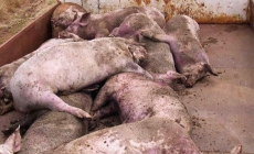 Bộ NNPTNT công bố 2 kịch bản ứng phó bệnh dịch tả lợn châu Phi