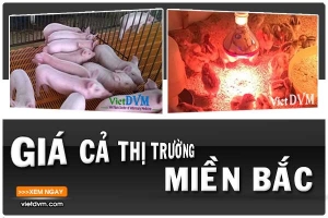 Giá cả thị trường miền Bắc tuần 46 năm 2015 (09/11 - 15/11)