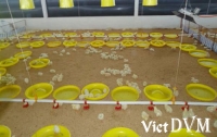 Những lưu ý trước khi vào gà