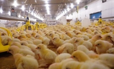 Hòa Phát nhập khẩu lô gà siêu trứng từ Anh