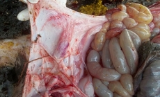 Một ca bệnh thực tế ở trại heo thịt: Salmonella và PVC2 gây bệnh ngay sau khi cai sữa