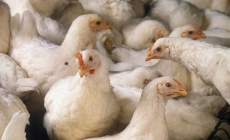 Bản chất của việc quản lý sức khỏe đường ruột trong chăn nuôi gà là gì?
