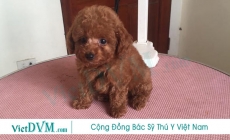 Cách nuôi chó poodle 2 tháng tuổi