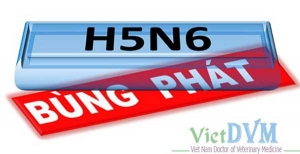 Lào Cai phát hiện 01 ổ dịch cúm gia cầm H5N6