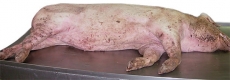 Ca bệnh thực tế tại trại: Bệnh phù trên heo thịt 70-80kg (p1)