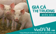 Giá cả thị trường miền Bắc tuần 11 năm 2020 (09- 16/03/2020)