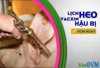 Lịch vaccine cho heo nái hậu bị