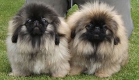 Giống chó Bắc Kinh (Pekingese) - Sự lựa chọn hoàn hảo!!!