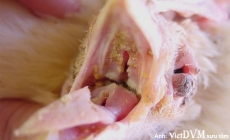 Bệnh nấm diều ở gà (P3) – các bước điều trị và phòng bệnh.