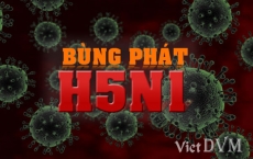 Dịch cúm gia cầm H5N1 bùng phát tại Long An