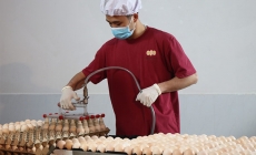 Công ty Bel Gà xuất khẩu lô trứng đầu tiên đi Myanmar