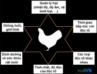Ảnh hưởng của độc tố nấm mốc trên gia cầm