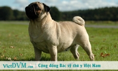 Những điều bạn nhất định phải biết về sinh sản ở chó pug!